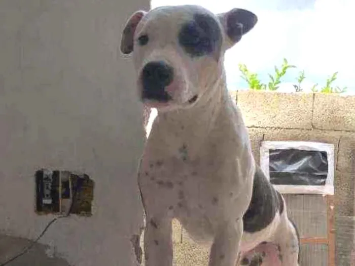 Cachorro ra a Pitbul puro idade 2 a 6 meses nome Adez