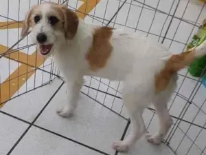 Cachorro raça SRD idade 7 a 11 meses nome Thanos
