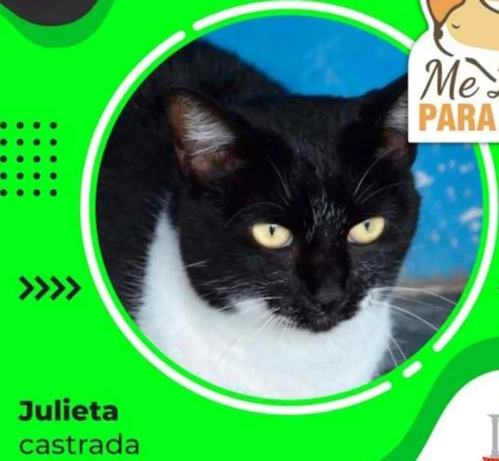 Gato ra a SRD idade 2 anos nome JULIETA