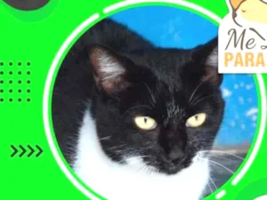 Gato raça SRD idade 2 anos nome JULIETA