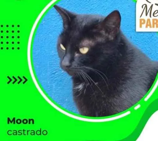 Gato ra a SRD idade 2 anos nome MOON