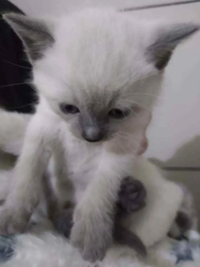 Gato raça  idade Abaixo de 2 meses nome Gatinhos
