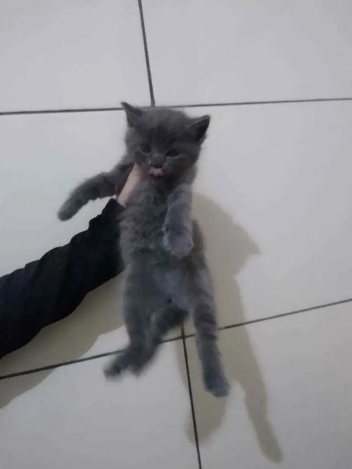 Gato raça  idade Abaixo de 2 meses nome Gatinhos