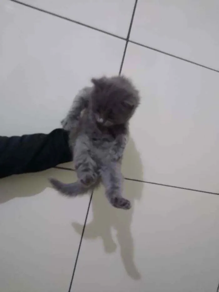 Gato raça  idade Abaixo de 2 meses nome Gatinhos