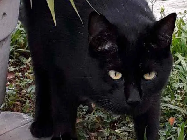Gato ra a SRD idade 2 anos nome MOON