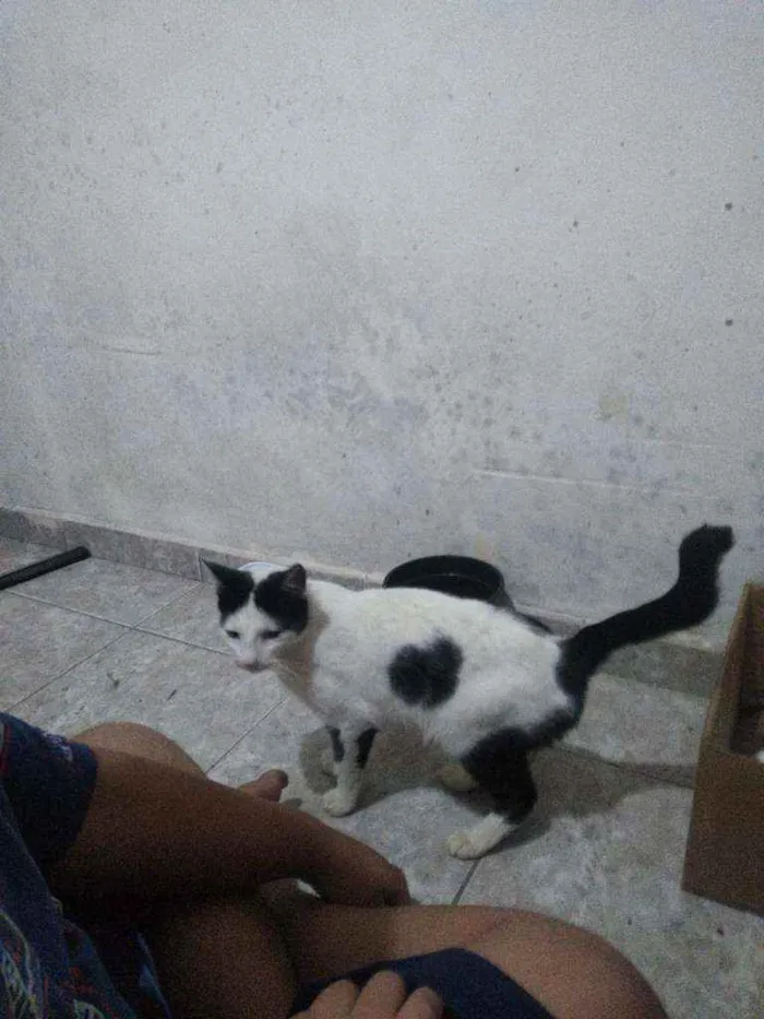 Gato raça Sem raça  idade  nome Sem nome