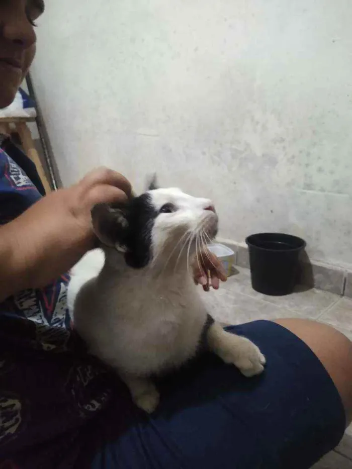 Gato raça Sem raça  idade  nome Sem nome