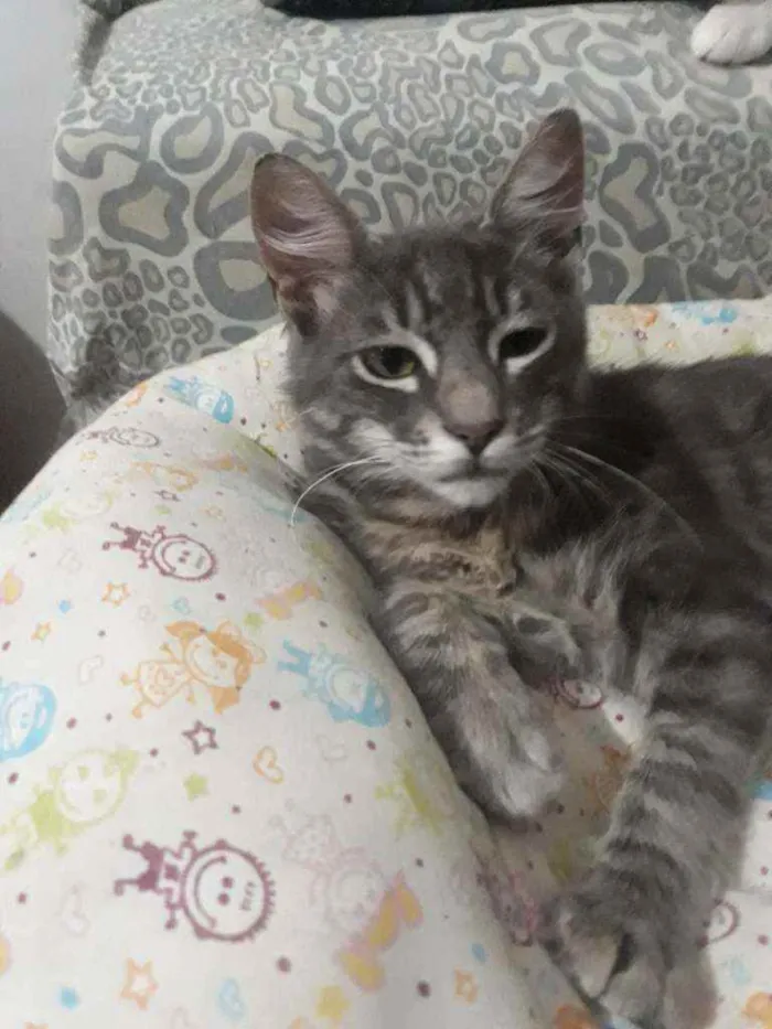 Gato ra a Srd idade 2 a 6 meses nome Merlin
