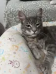 Merlin