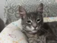 Merlin