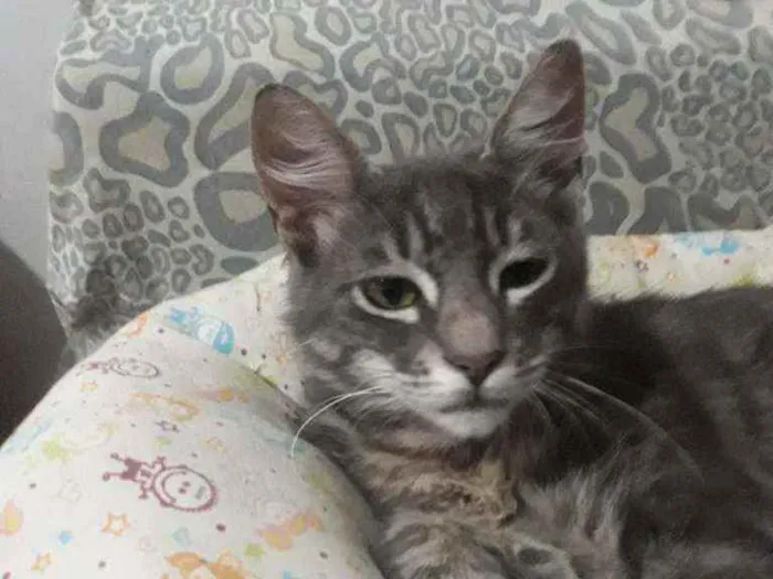 Gato ra a Srd idade 2 a 6 meses nome Merlin