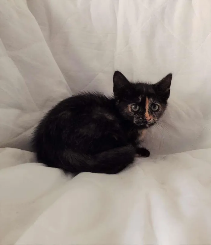 Gato ra a SRD-ViraLata idade 2 a 6 meses nome PRADA