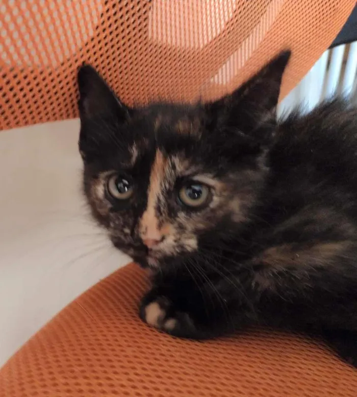 Gato ra a SRD-ViraLata idade 2 a 6 meses nome PRADA