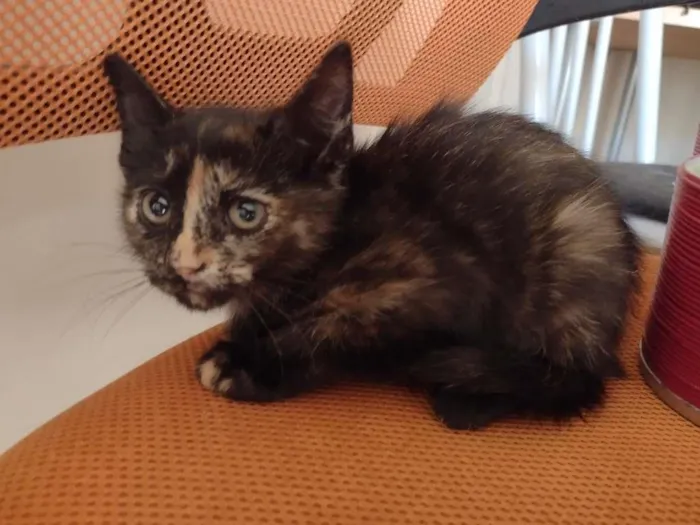 Gato ra a SRD-ViraLata idade 2 a 6 meses nome PRADA