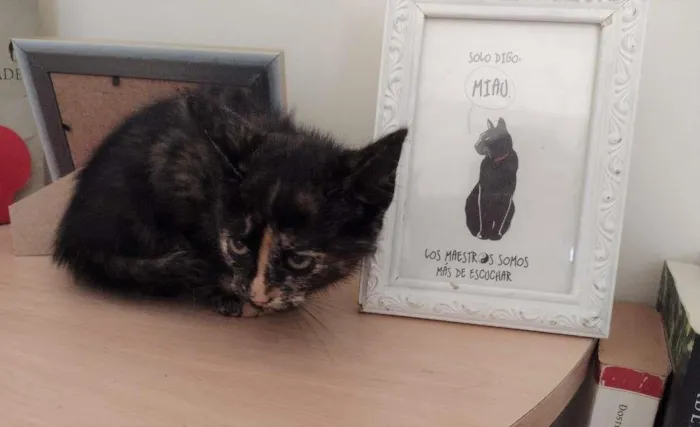 Gato ra a SRD-ViraLata idade 2 a 6 meses nome PRADA