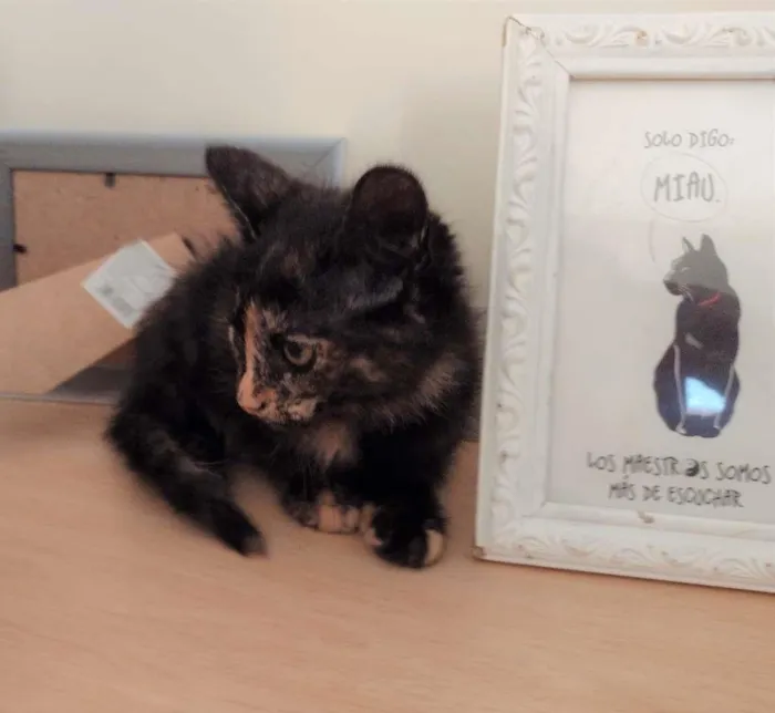 Gato ra a SRD-ViraLata idade 2 a 6 meses nome PRADA