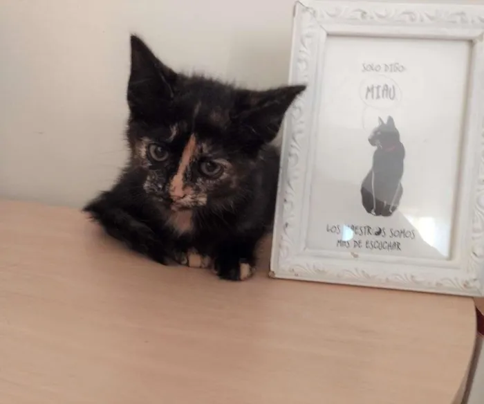 Gato ra a SRD-ViraLata idade 2 a 6 meses nome PRADA