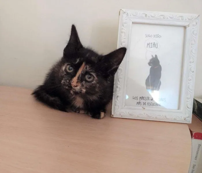 Gato ra a SRD-ViraLata idade 2 a 6 meses nome PRADA