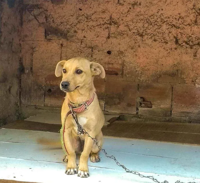 Cachorro ra a Não tem idade 2 a 6 meses nome Filhote