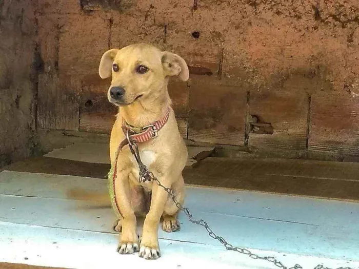 Cachorro ra a Não tem idade 2 a 6 meses nome Filhote