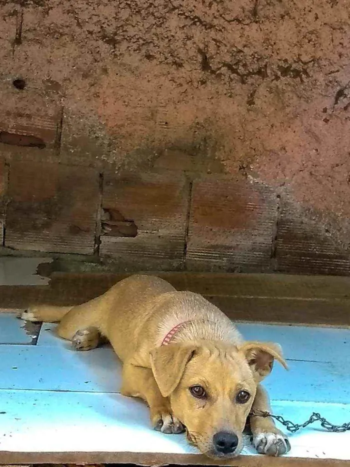 Cachorro ra a Não tem idade 2 a 6 meses nome Filhote