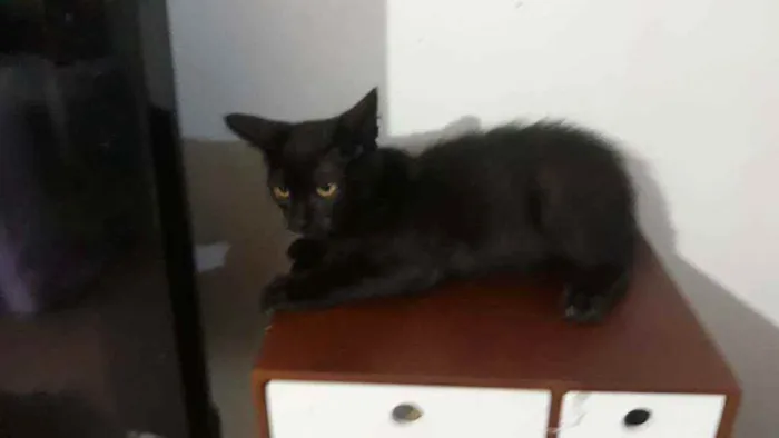 Gato ra a Srd idade 2 a 6 meses nome Jurema