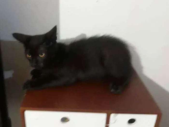 Gato ra a Srd idade 2 a 6 meses nome Jurema
