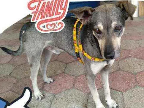 Cachorro ra a Srd idade 2 anos nome Harry
