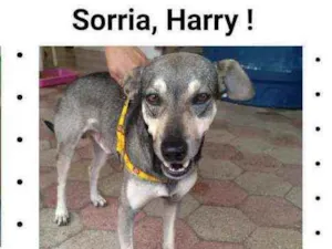 Cachorro raça Srd idade 2 anos nome Harry