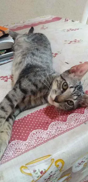 Gato raça comum idade 7 a 11 meses nome jeck