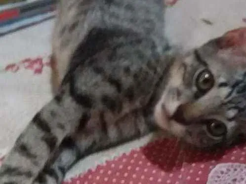 Gato raça comum idade 7 a 11 meses nome jeck