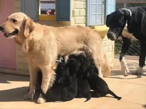 Cachorro raça Mestiços idade Abaixo de 2 meses nome Não tem.