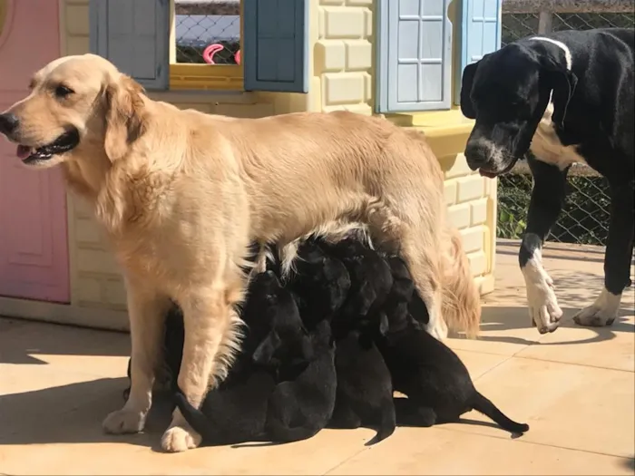 Cachorro ra a Mestiços idade Abaixo de 2 meses nome Não tem.