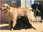Cachorro raça Mestiços idade Abaixo de 2 meses nome Não tem.
