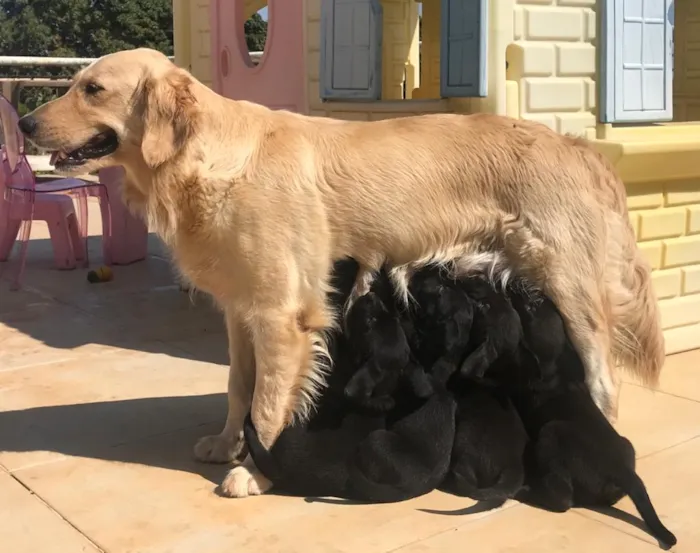 Cachorro ra a Mestiços idade Abaixo de 2 meses nome Não tem.