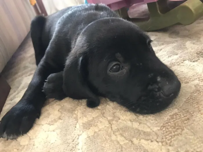 Cachorro ra a Mestiços idade Abaixo de 2 meses nome Não tem.