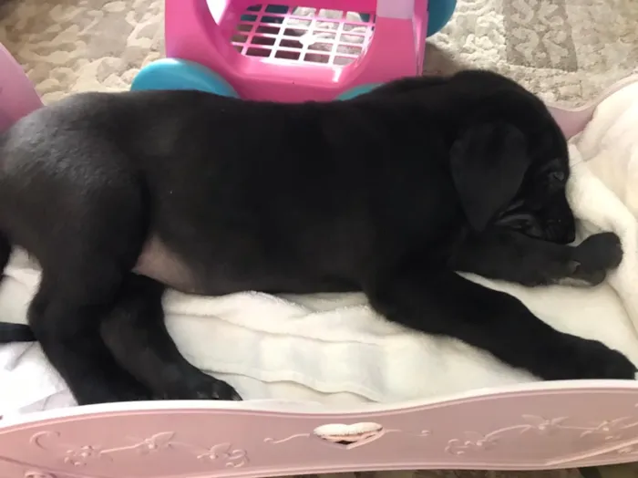Cachorro ra a Mestiços idade Abaixo de 2 meses nome Não tem.