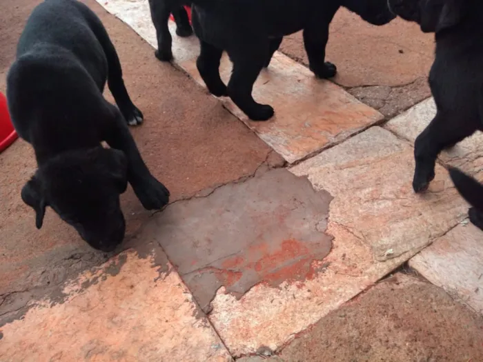 Cachorro ra a Mestiços idade Abaixo de 2 meses nome Não tem.