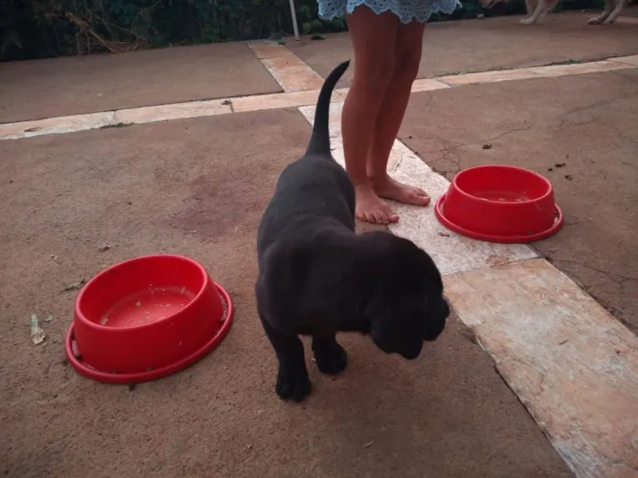 Cachorro ra a Mestiços idade Abaixo de 2 meses nome Não tem.