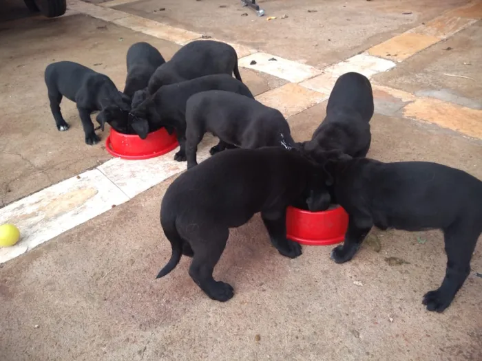 Cachorro ra a Mestiços idade Abaixo de 2 meses nome Não tem.