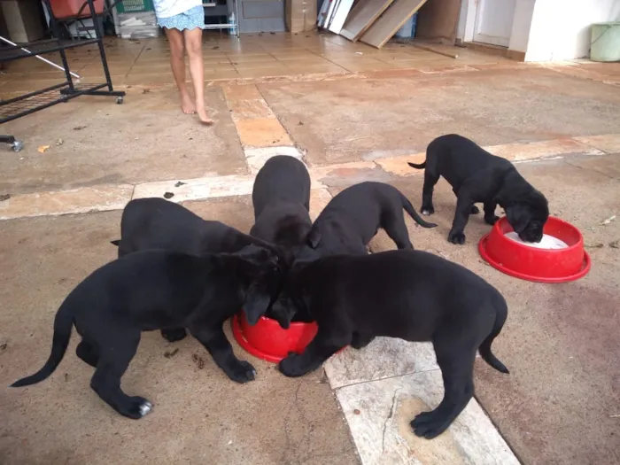 Cachorro ra a Mestiços idade Abaixo de 2 meses nome Não tem.