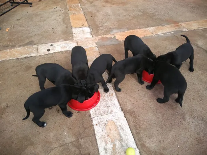 Cachorro ra a Mestiços idade Abaixo de 2 meses nome Não tem.