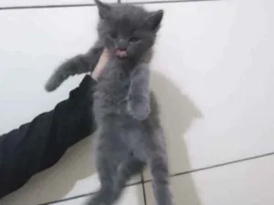 Gato raça  idade Abaixo de 2 meses nome Gatinhos