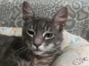 Gato raça Srd idade 2 a 6 meses nome Merlin