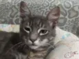 Merlin