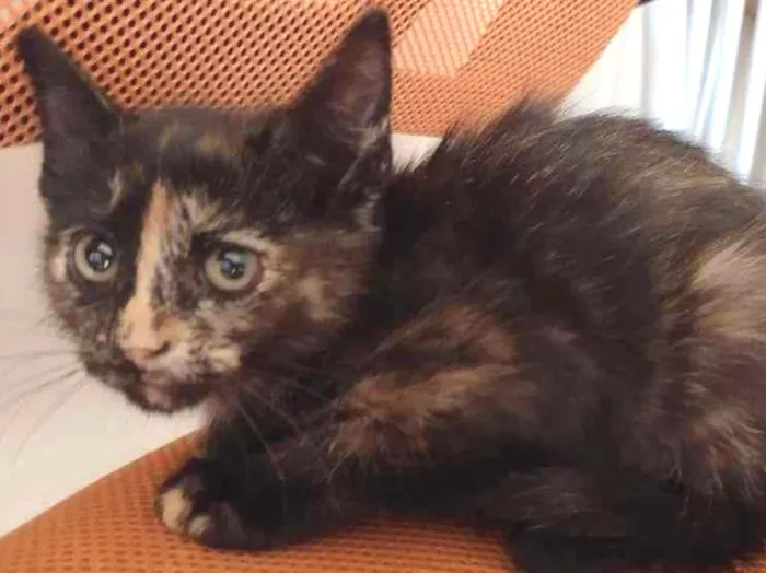 Gato ra a SRD-ViraLata idade 2 a 6 meses nome PRADA