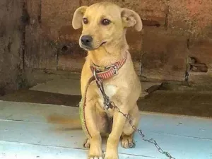 Cachorro raça Não tem idade 2 a 6 meses nome Filhote