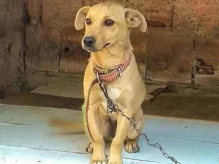 Cachorro ra a Não tem idade 2 a 6 meses nome Filhote