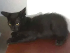Gato raça Srd idade 2 a 6 meses nome Jurema