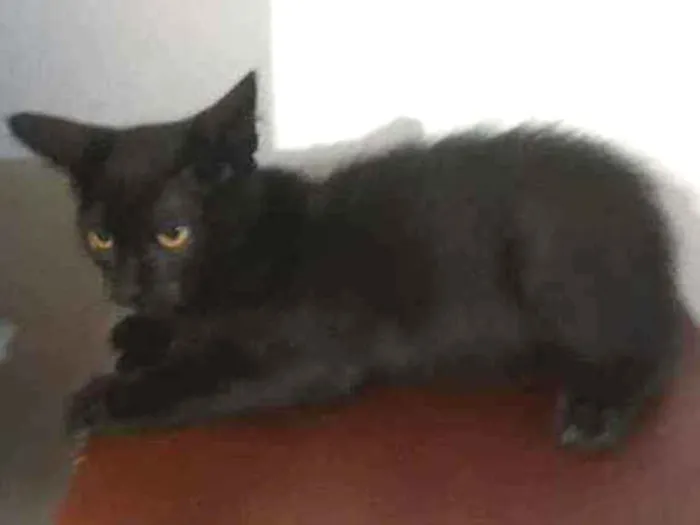 Gato ra a Srd idade 2 a 6 meses nome Jurema